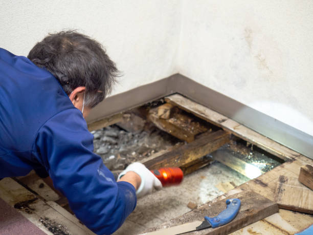 Best Commercial Mold Removal  in Plains, MT