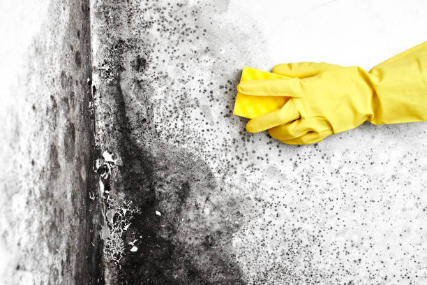 Professional Mold Removal in Plains, MT