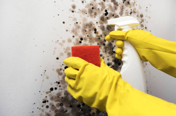 Best Attic Mold Removal  in Plains, MT